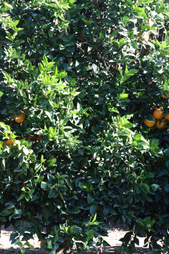            Habit (Riverside, CA)   